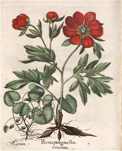 Hortus Eystettensis, 1613 (KU 2894-1 328) -Verna,6,9