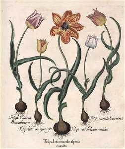 Hortus Eystettensis, 1613 (KU 2894-1 225) -Verna,4,2