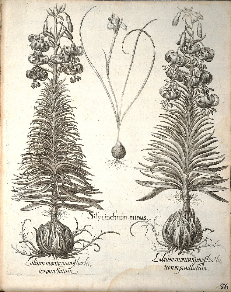 Hortus Eystettensis, 1640 (BHL 45339 208) - Classis Aestiva 56