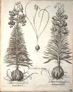 Hortus Eystettensis, 1640 (BHL 45339 208) - Classis Aestiva 56