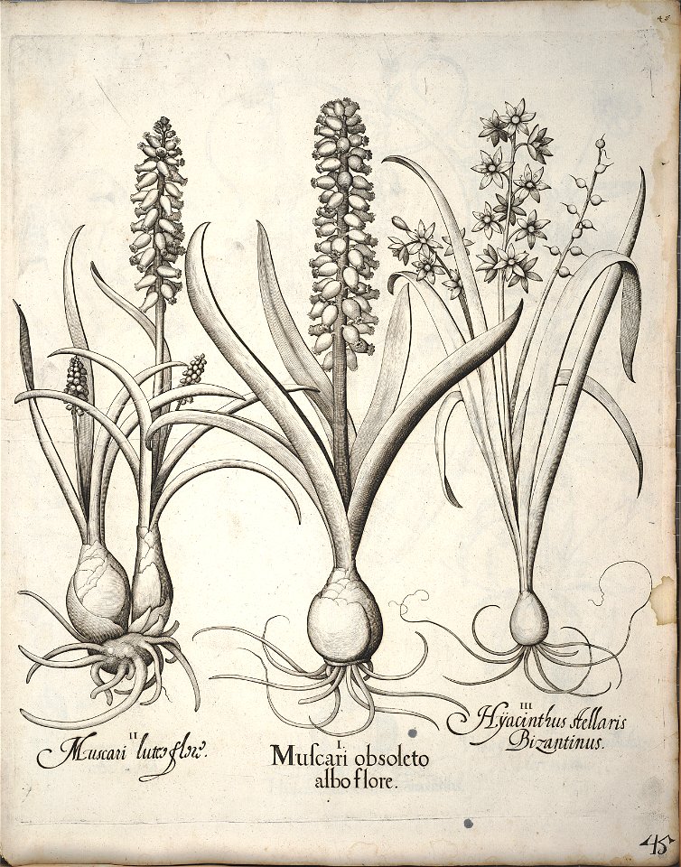 Hortus Eystettensis, 1640 (BHL 45339 056) - Classis Verna 45