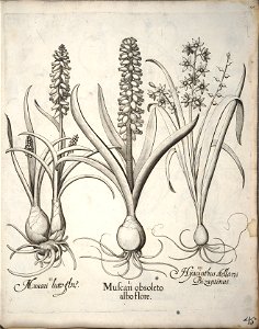 Hortus Eystettensis, 1640 (BHL 45339 056) - Classis Verna 45