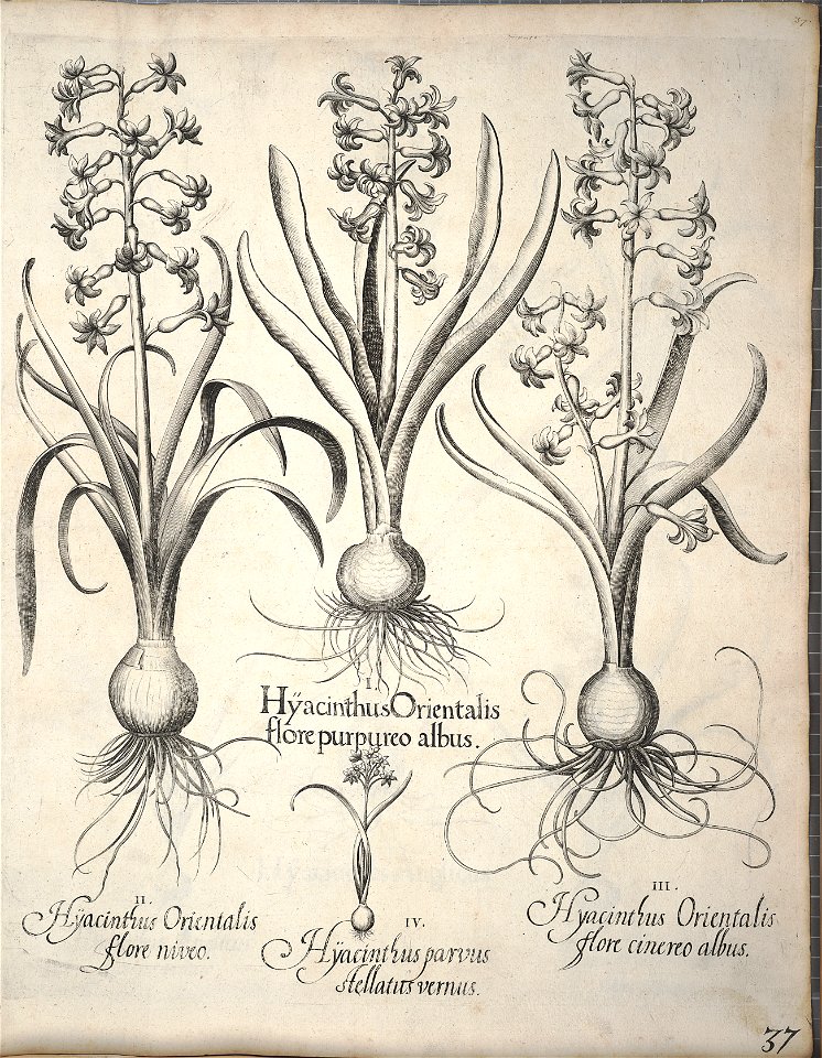 Hortus Eystettensis, 1640 (BHL 45339 048) - Classis Verna 37