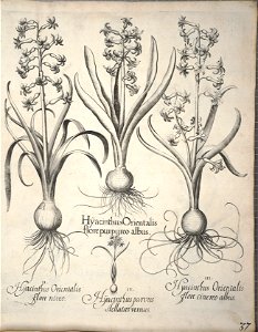 Hortus Eystettensis, 1640 (BHL 45339 048) - Classis Verna 37