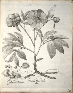 Hortus Eystettensis, 1640 (BHL 45339 117) - Classis Verna 106