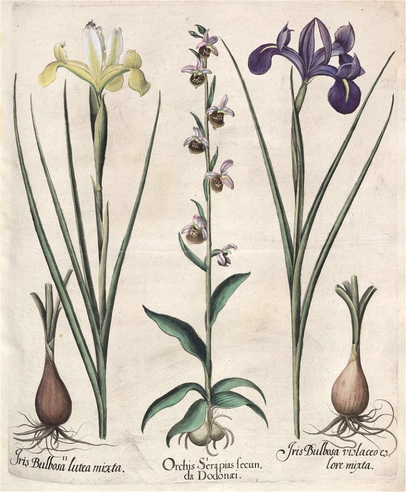 Hortus Eystettensis, 1613 (KU 2894-2 188) -Aestiva,4,6