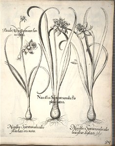 Hortus Eystettensis, 1640 (BHL 45339 065) - Classis Verna 54