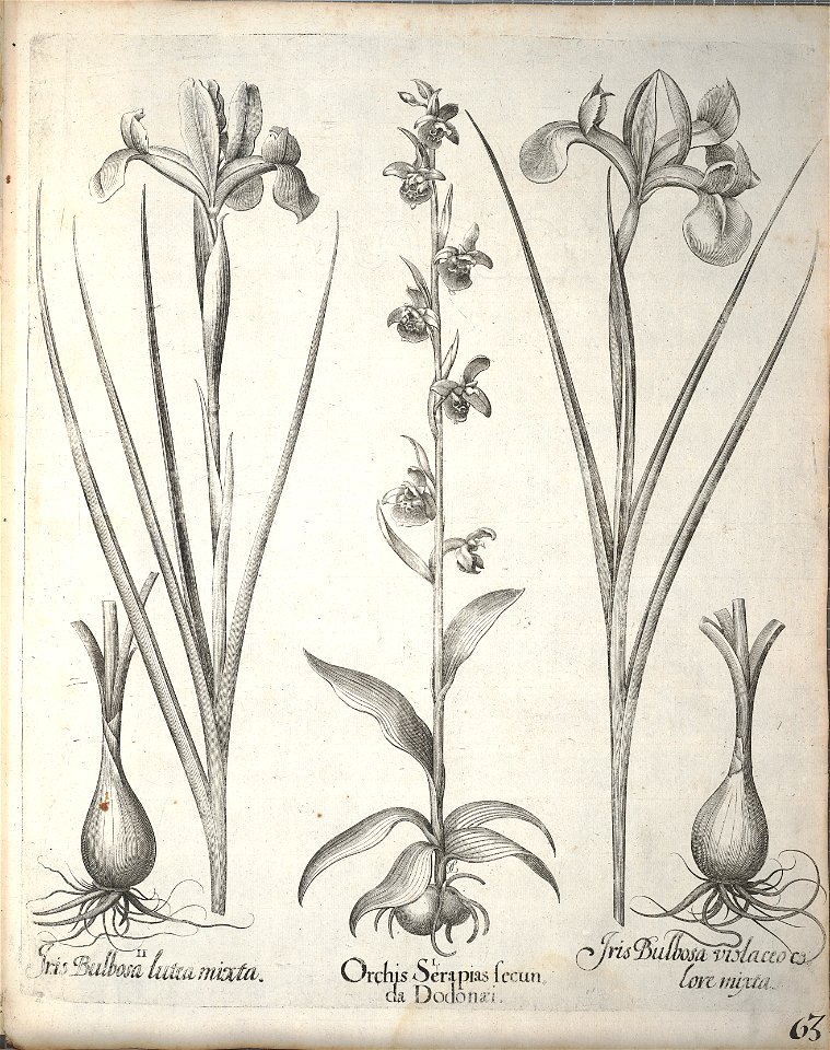 Hortus Eystettensis, 1640 (BHL 45339 215) - Classis Aestiva 63