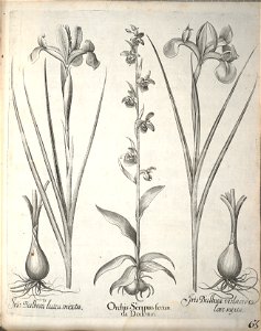 Hortus Eystettensis, 1640 (BHL 45339 215) - Classis Aestiva 63