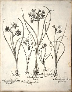 Hortus Eystettensis, 1640 (BHL 45339 064) - Classis Verna 53