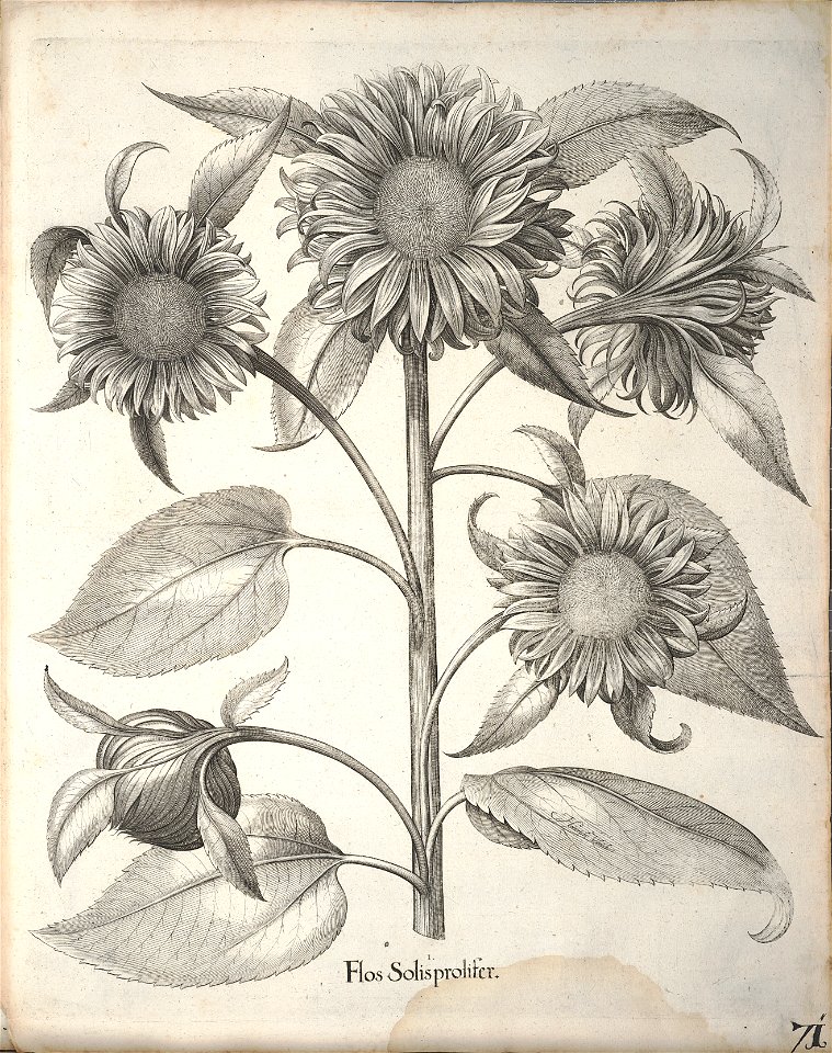 Hortus Eystettensis, 1640 (BHL 45339 223) - Classis Aestiva 71