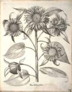 Hortus Eystettensis, 1640 (BHL 45339 223) - Classis Aestiva 71