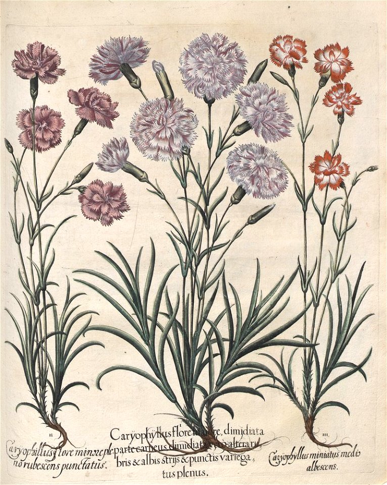 Hortus Eystettensis, 1613 (KU 2894-3 143) -Aestiva,14,4