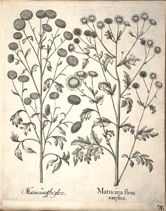 Hortus Eystettensis, 1640 (BHL 45339 228) - Classis Aestiva 76