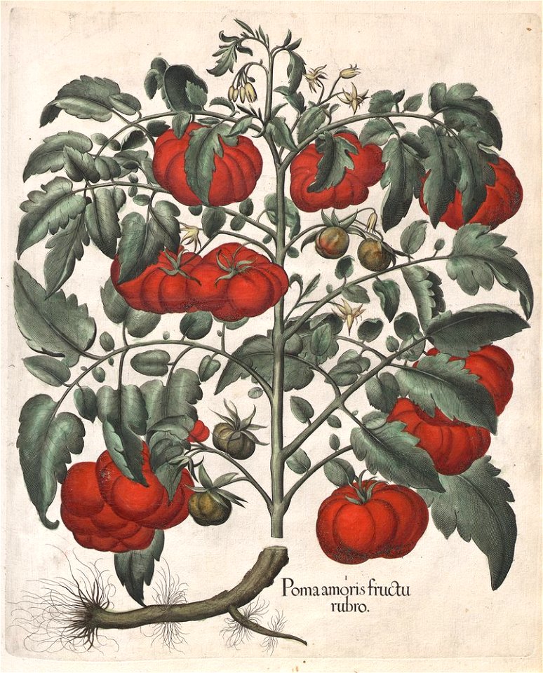 Hortus Eystettensis, 1613 (KU 2894-3 197) -Autumnalis,1,2