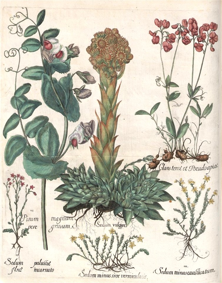 Hortus Eystettensis, 1613 (KU 2894-3 112) -Aestiva,13,5