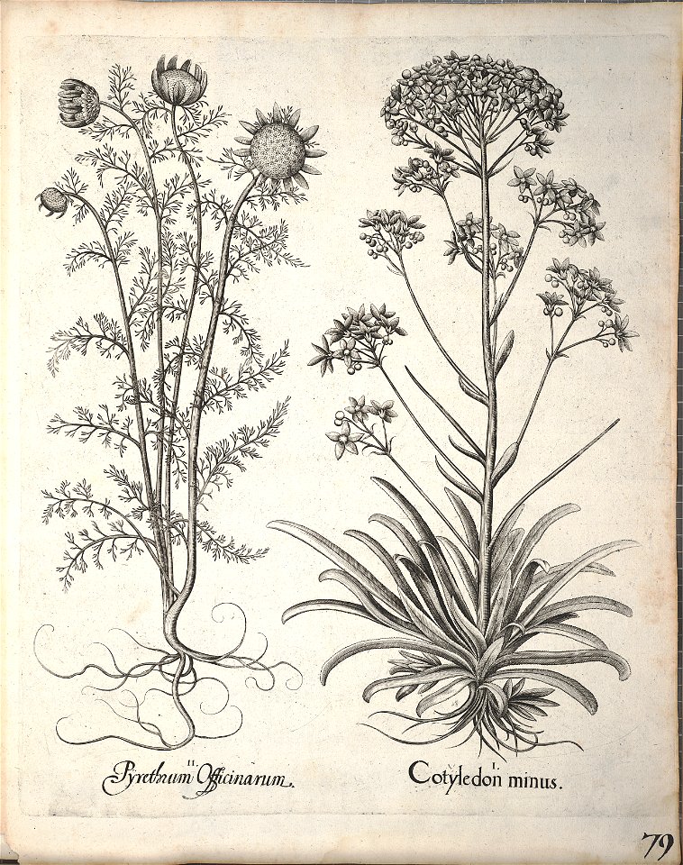 Hortus Eystettensis, 1640 (BHL 45339 231) - Classis Aestiva 79