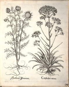 Hortus Eystettensis, 1640 (BHL 45339 231) - Classis Aestiva 79