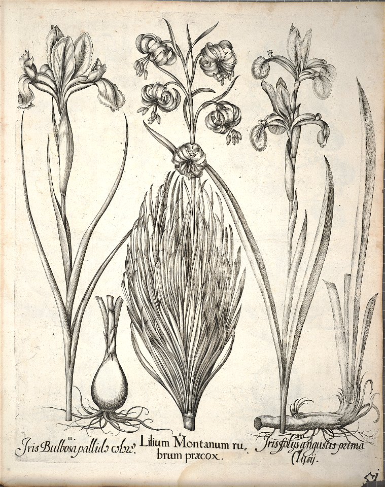 Hortus Eystettensis, 1640 (BHL 45339 203) - Classis Aestiva 51