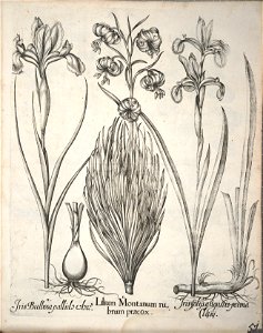 Hortus Eystettensis, 1640 (BHL 45339 203) - Classis Aestiva 51