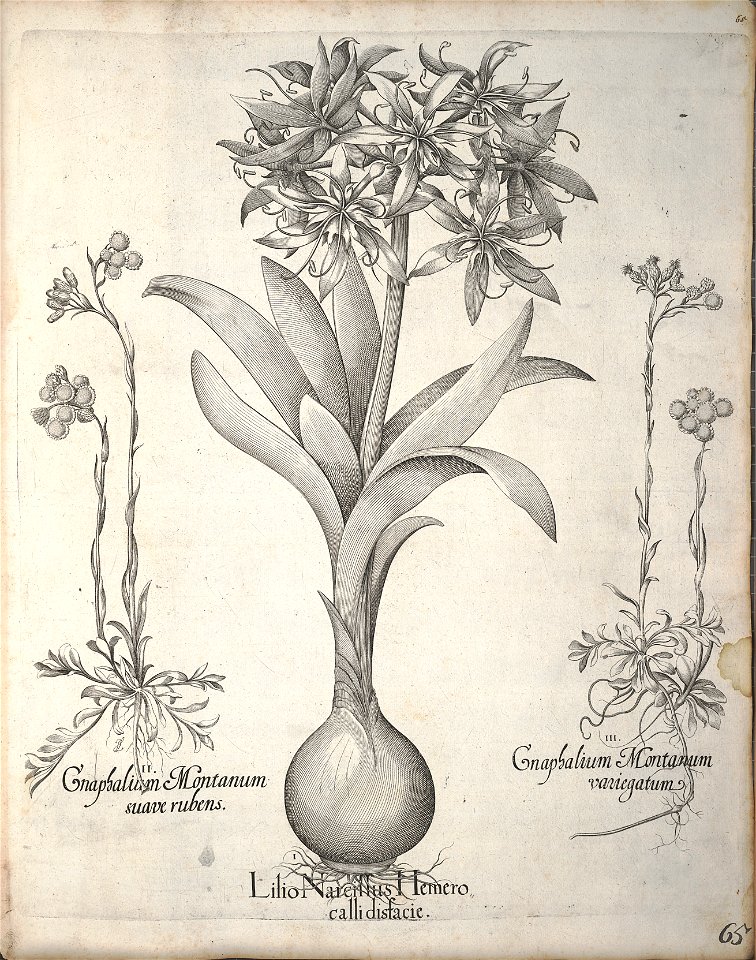 Hortus Eystettensis, 1640 (BHL 45339 076) - Classis Verna 65