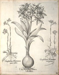Hortus Eystettensis, 1640 (BHL 45339 076) - Classis Verna 65