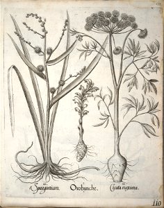 Hortus Eystettensis, 1640 (BHL 45339 121) - Classis Verna 110