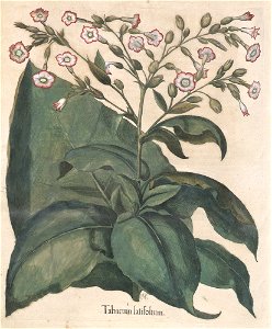 Hortus Eystettensis, 1613 (KU 2894-3 258) -Autumnalis,2,9