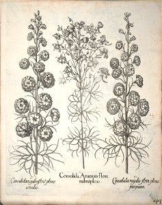 Hortus Eystettensis, 1640 (BHL 45339 196) - Classis Aestiva 44