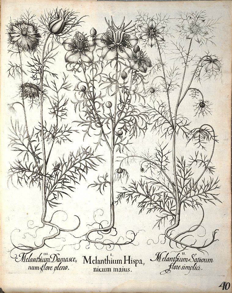 Hortus Eystettensis, 1640 (BHL 45339 192) - Classis Aestiva 40