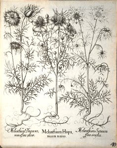 Hortus Eystettensis, 1640 (BHL 45339 192) - Classis Aestiva 40