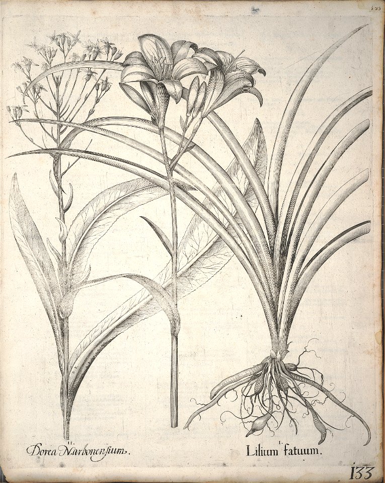 Hortus Eystettensis, 1640 (BHL 45339 144) - Classis Verna 133