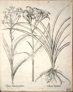 Hortus Eystettensis, 1640 (BHL 45339 144) - Classis Verna 133