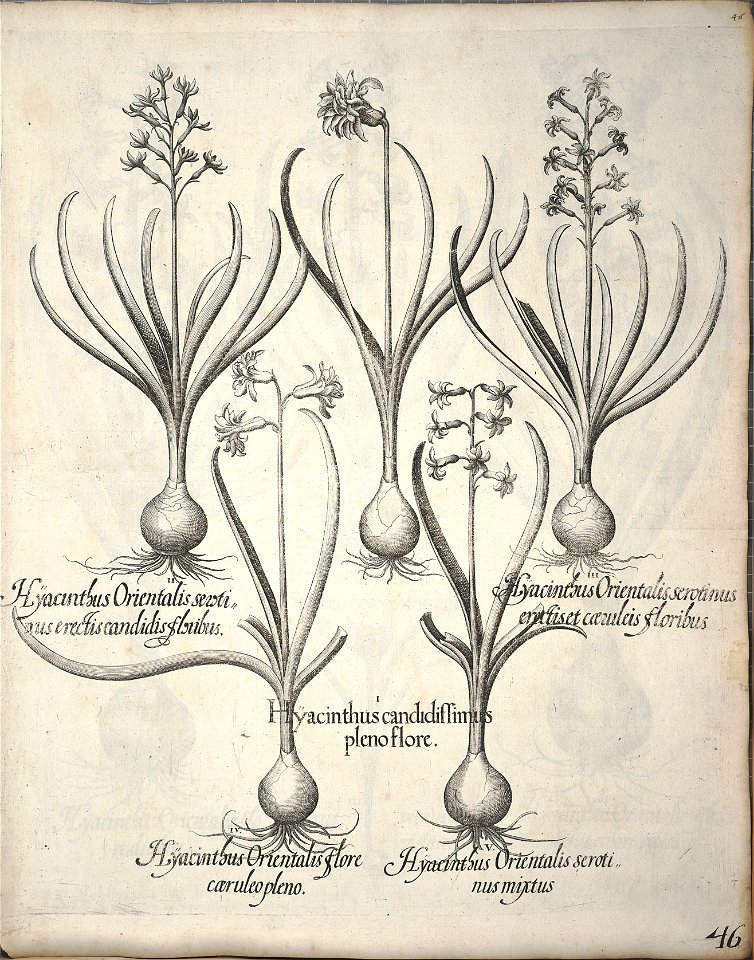 Hortus Eystettensis, 1640 (BHL 45339 057) - Classis Verna 46