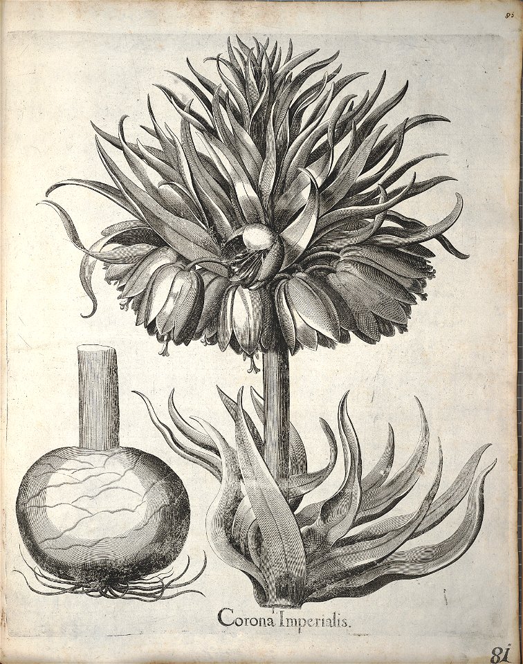 Hortus Eystettensis, 1640 (BHL 45339 092) - Classis Verna 81