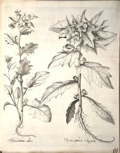 Hortus Eystettensis, 1640 (BHL 45339 263) - Classis Aestiva 111
