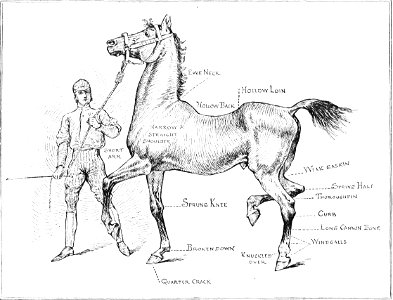 Horsemanship for women 164