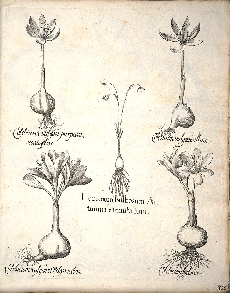 Hortus Eystettensis, 1640 (BHL 45339 372) - Classis Autumnalis 32