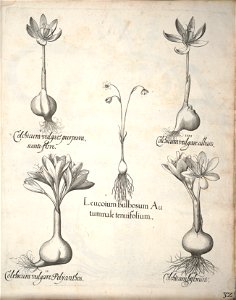 Hortus Eystettensis, 1640 (BHL 45339 372) - Classis Autumnalis 32