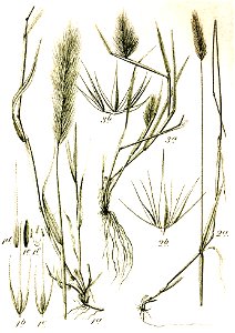 Hordeum spp Sturm55