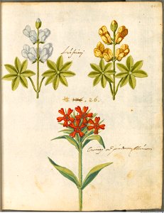 Hortulus Monheimensis - 092