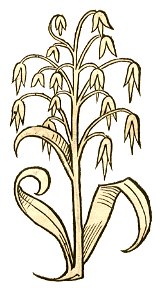 Hortus Avena