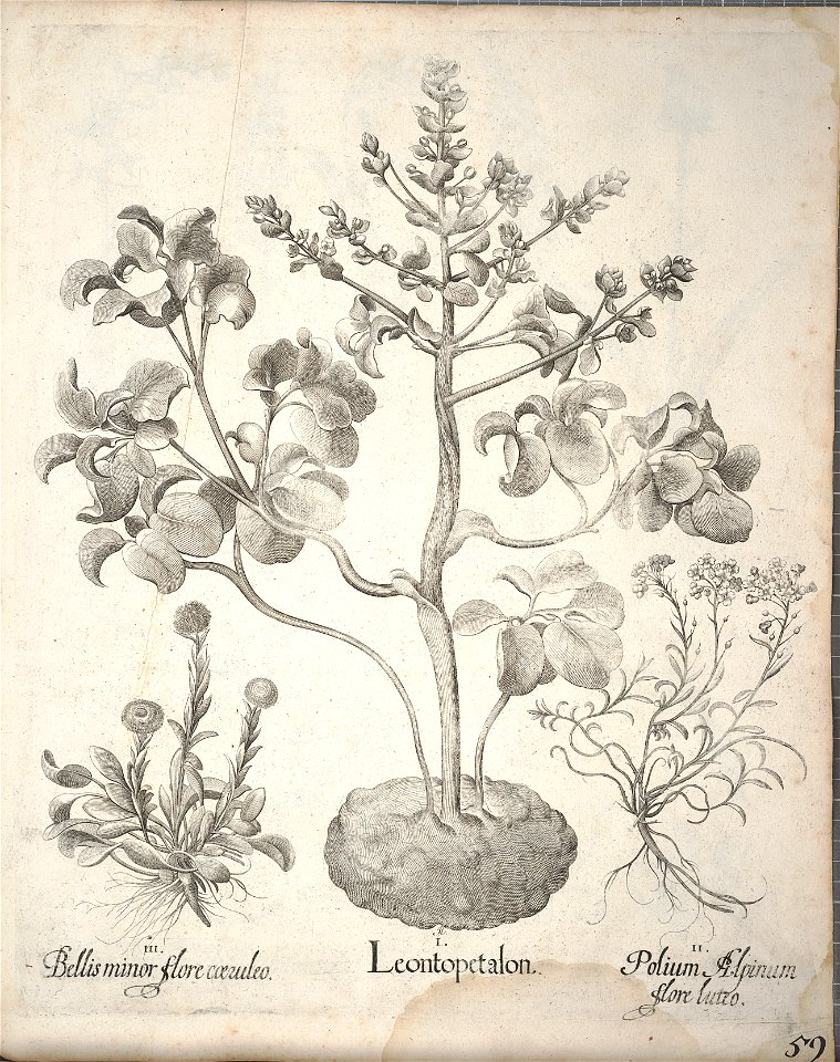 Hortus Eystettensis, 1640 (BHL 45339 211) - Classis Aestiva 59