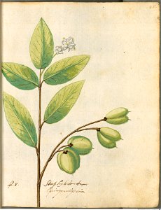 Hortulus Monheimensis - 100