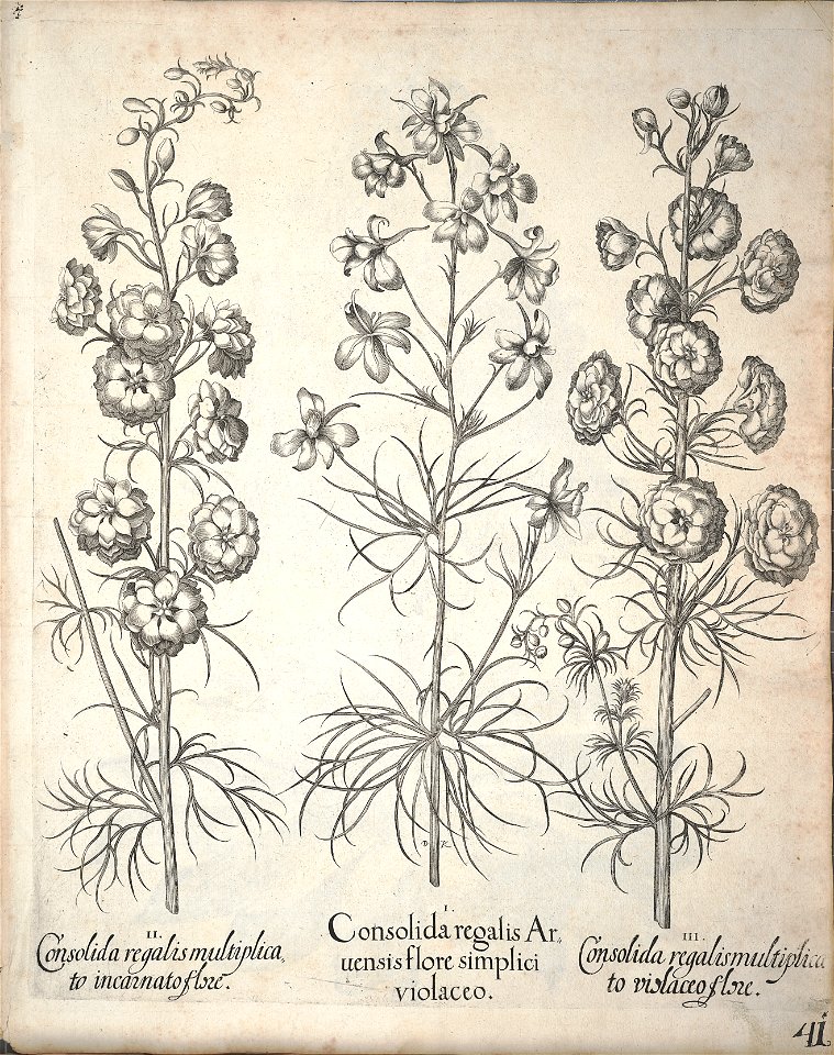 Hortus Eystettensis, 1640 (BHL 45339 193) - Classis Aestiva 41