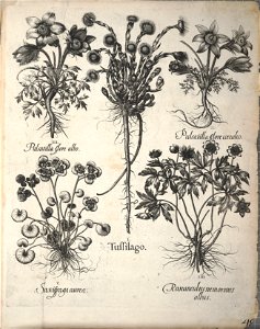 Hortus Eystettensis, 1640 (BHL 45339 388) - Classis Autumnalis 48