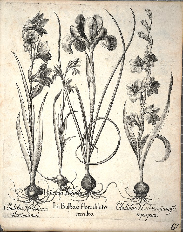 Hortus Eystettensis, 1640 (BHL 45339 219) - Classis Aestiva 67