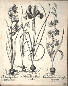 Hortus Eystettensis, 1640 (BHL 45339 219) - Classis Aestiva 67