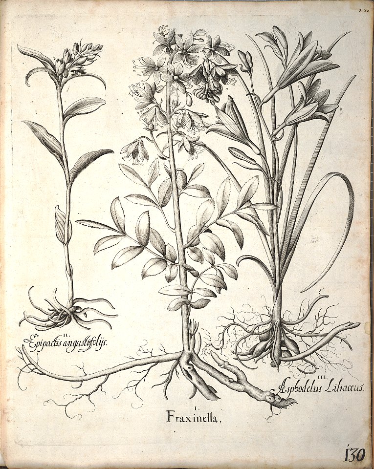 Hortus Eystettensis, 1640 (BHL 45339 141) - Classis Verna 130