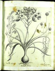 Hortus Eystettensis, Vorzeichnungen (MS 2370 2952583) -Verna,5,12